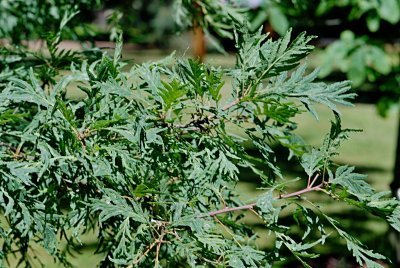 Quercus robur 'Pectinata' - dub letní - letní listy